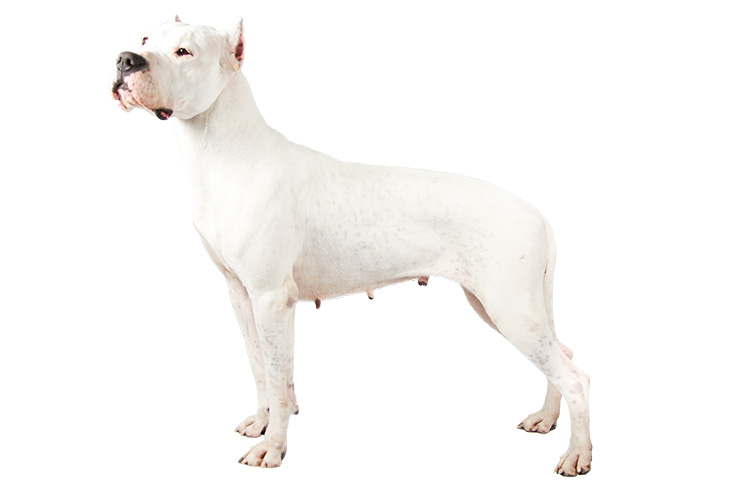 تصویر داگو آرژانتینو (Dogo Argentino)